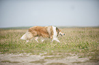 walking longhaired Collie