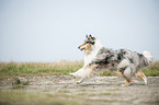 running longhaired Collie