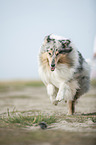 running longhaired Collie