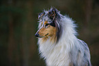 longhaired Collie portrait