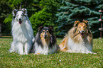 3 longhaired Collies