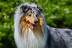 longhaired Collie portrait