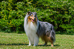 standing longhaired Collie