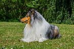 lying longhaired Collie