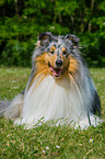 lying longhaired Collie