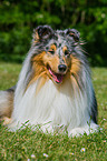 lying longhaired Collie