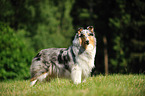 longhaired Collie