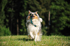 playing longhaired Collie