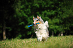 playing longhaired Collie