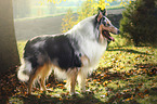 longhaired Collie