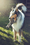 longhaired Collie