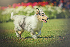 longhaired Collie Puppy