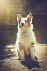 longhaired Collie Puppy