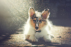 longhaired Collie Puppy