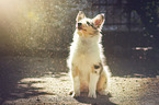 longhaired Collie Puppy