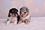 Collie Puppies