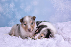 Collie Puppies