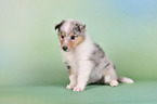 Collie Puppy