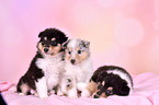 Collie Puppies