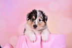 Collie Puppy