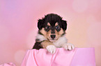 Collie Puppy