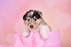 Collie Puppy