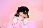 Collie Puppy