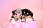 Collie Puppies