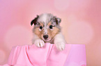 Collie Puppy