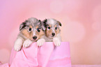 Collie Puppies