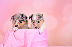 Collie Puppies