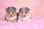 Collie Puppies