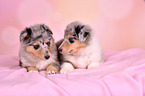 Collie Puppies