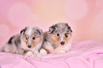 Collie Puppies