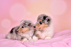 Collie Puppies