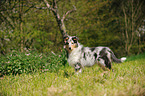 Collie Puppy