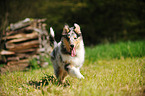 Collie Puppy