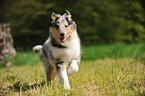 Collie Puppy