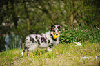 Collie Puppy