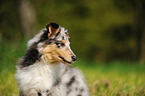 Collie Puppy