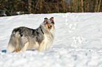 Collie