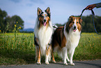 2 Collies