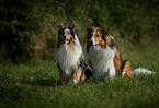 2 Collies