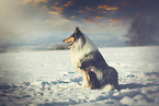 sitting longhaired Collie