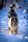 longhaired Collie