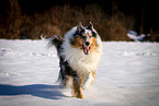 running longhaired Collie