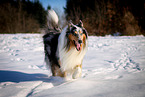 running longhaired Collie