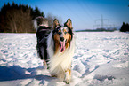 running longhaired Collie