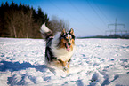 running longhaired Collie