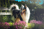 longhaired Collie